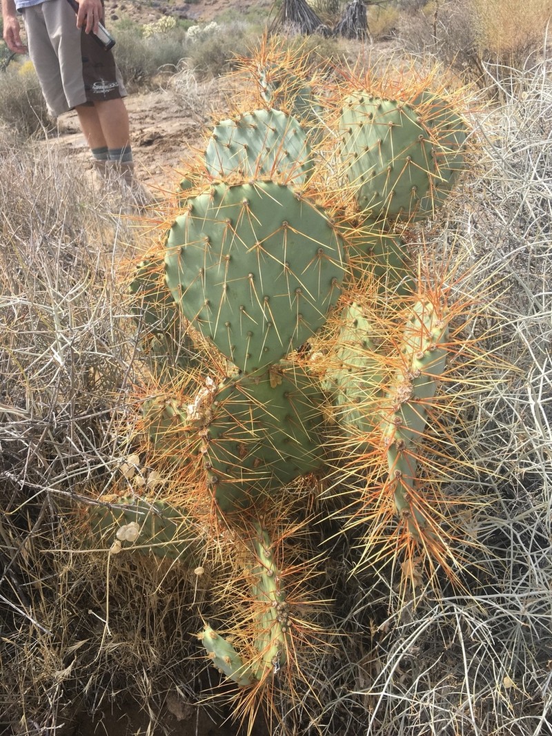 Opuntia curvispina