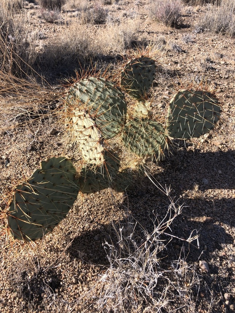 Opuntia curvispina photo 2