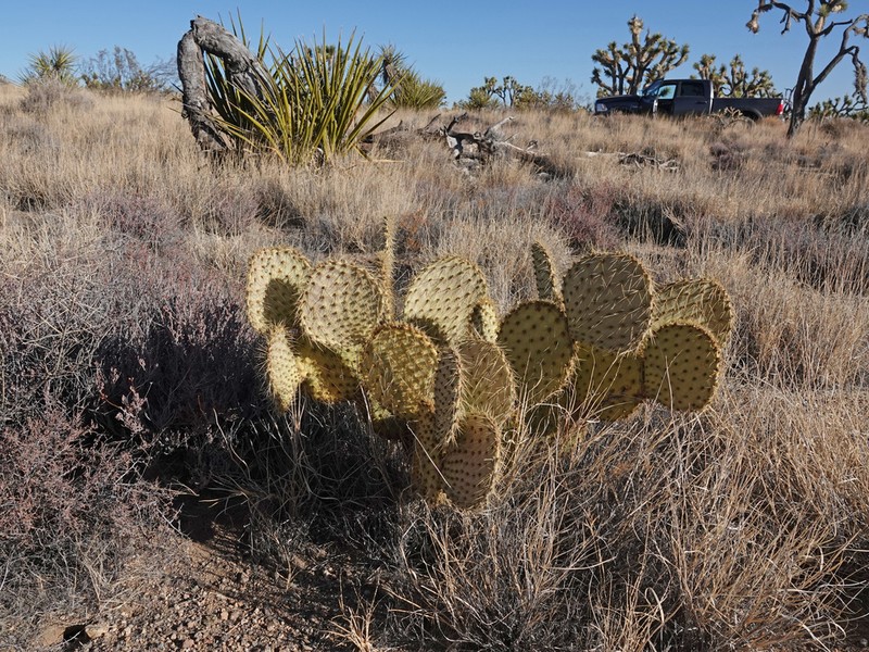 Opuntia curvispina photo 3