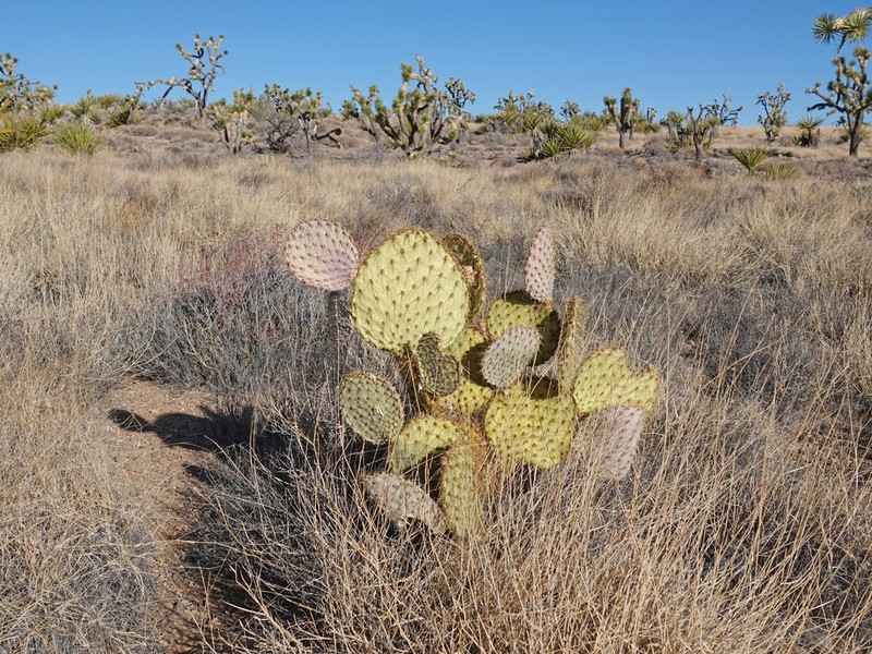 Opuntia curvispina photo 4