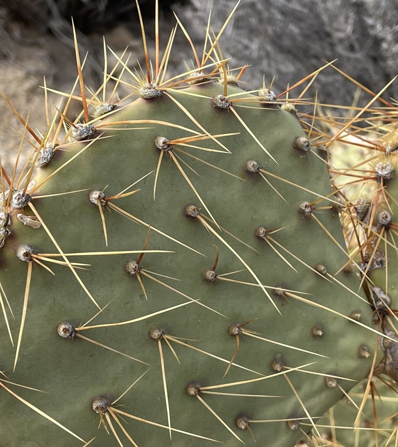 Opuntia curvispina photo 5