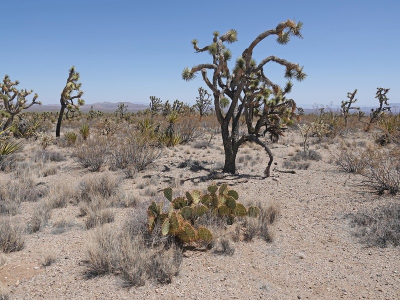 Opuntia curvispina photo 6