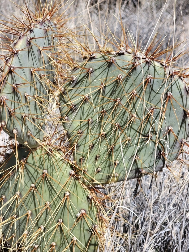 Opuntia curvispina photo 7