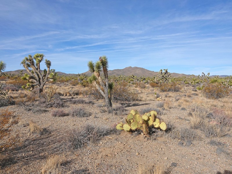 Opuntia curvispina photo 8
