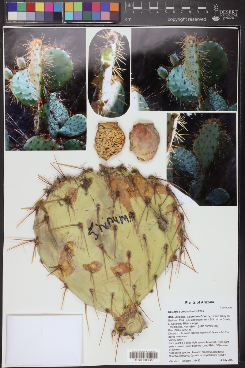 Searchlight Pricklypear
