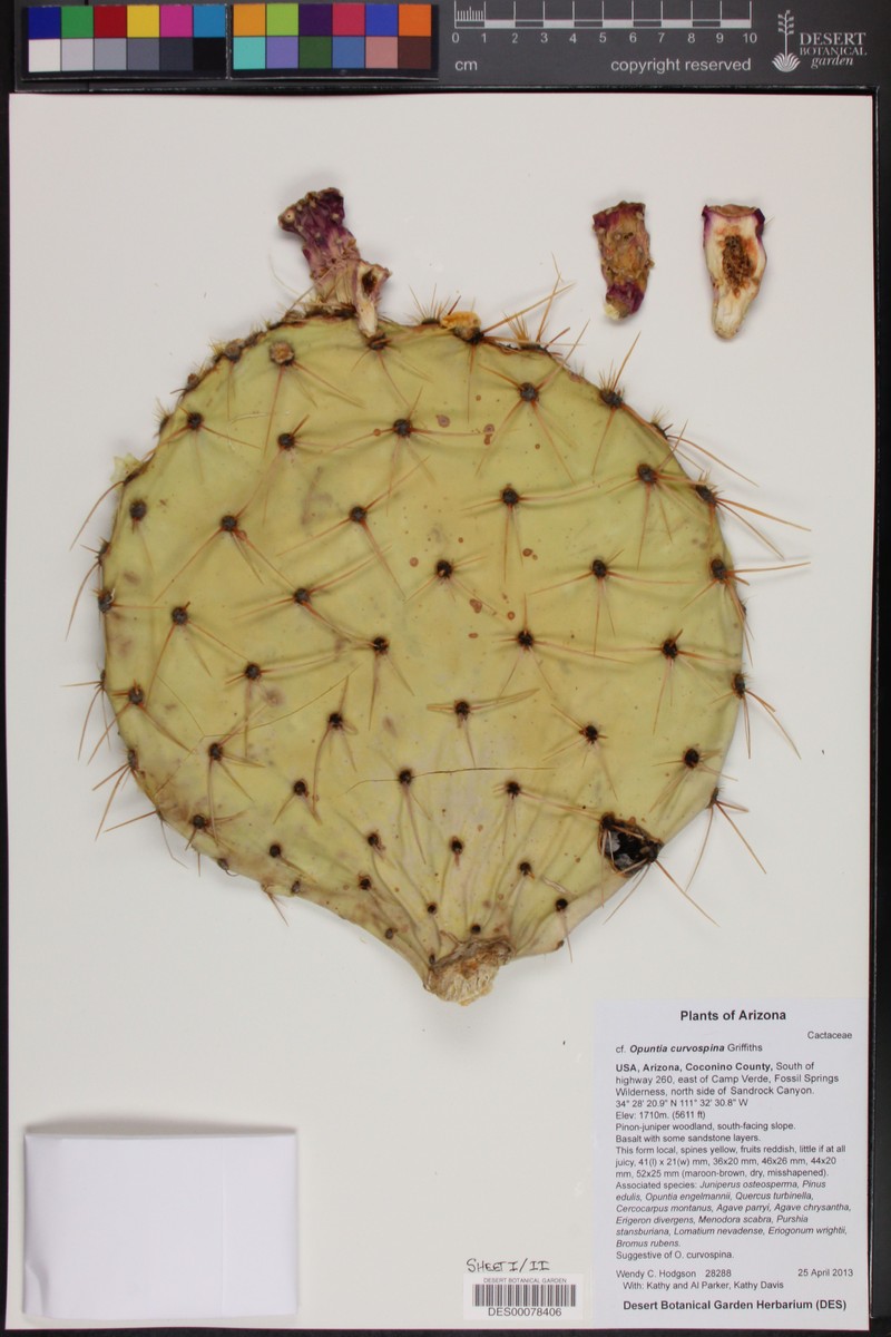 Searchlight Pricklypear photo 2