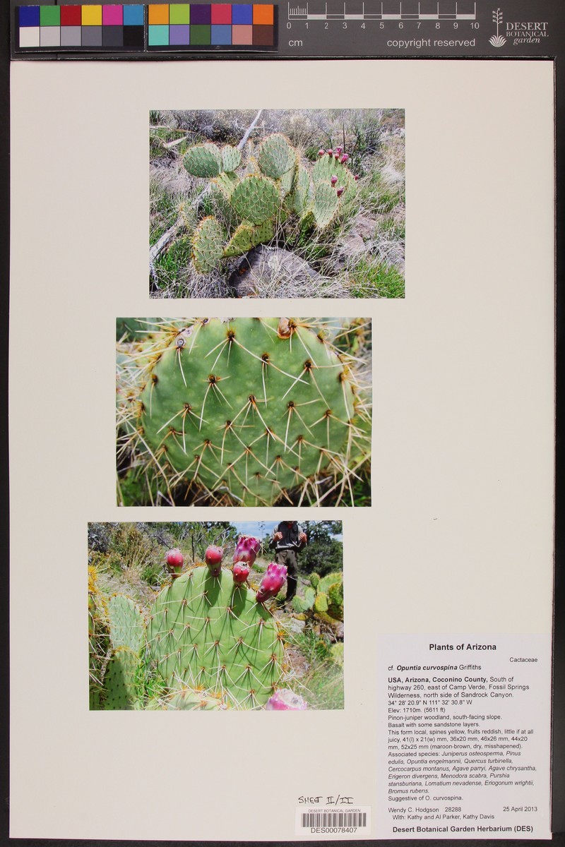 Searchlight Pricklypear photo 3