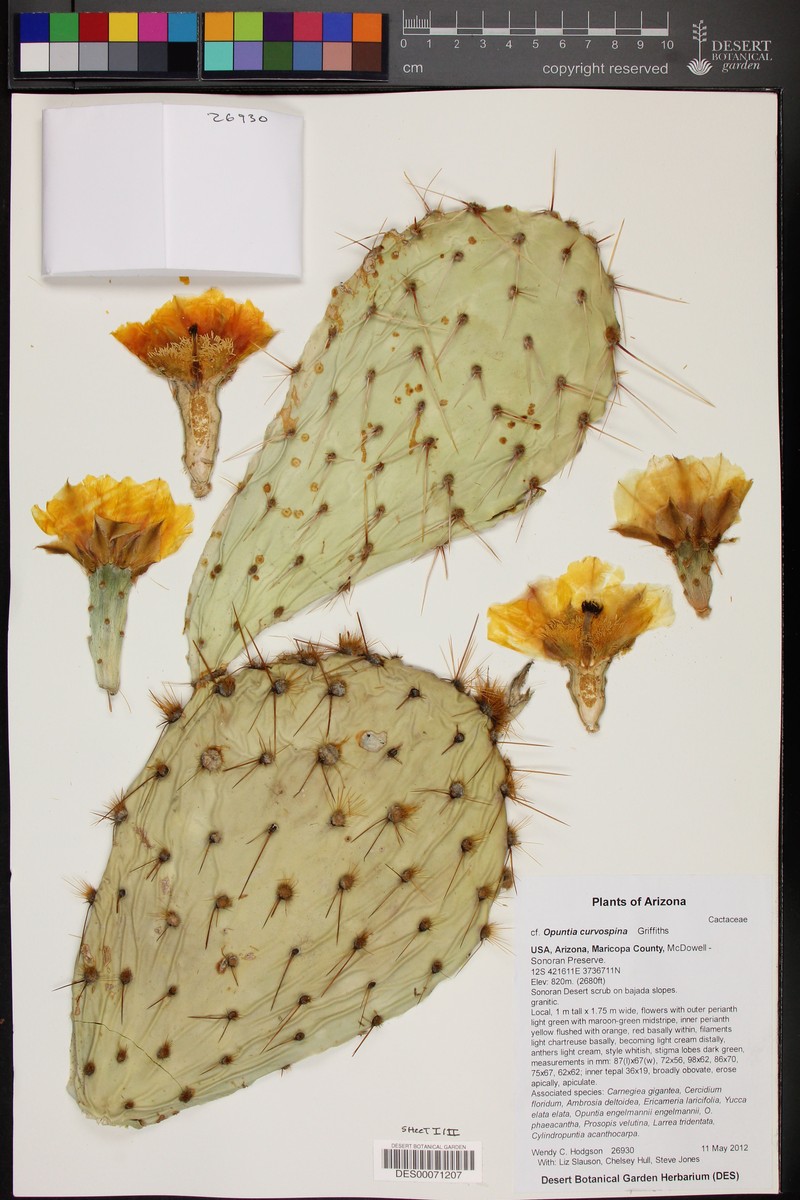 Searchlight Pricklypear photo 4