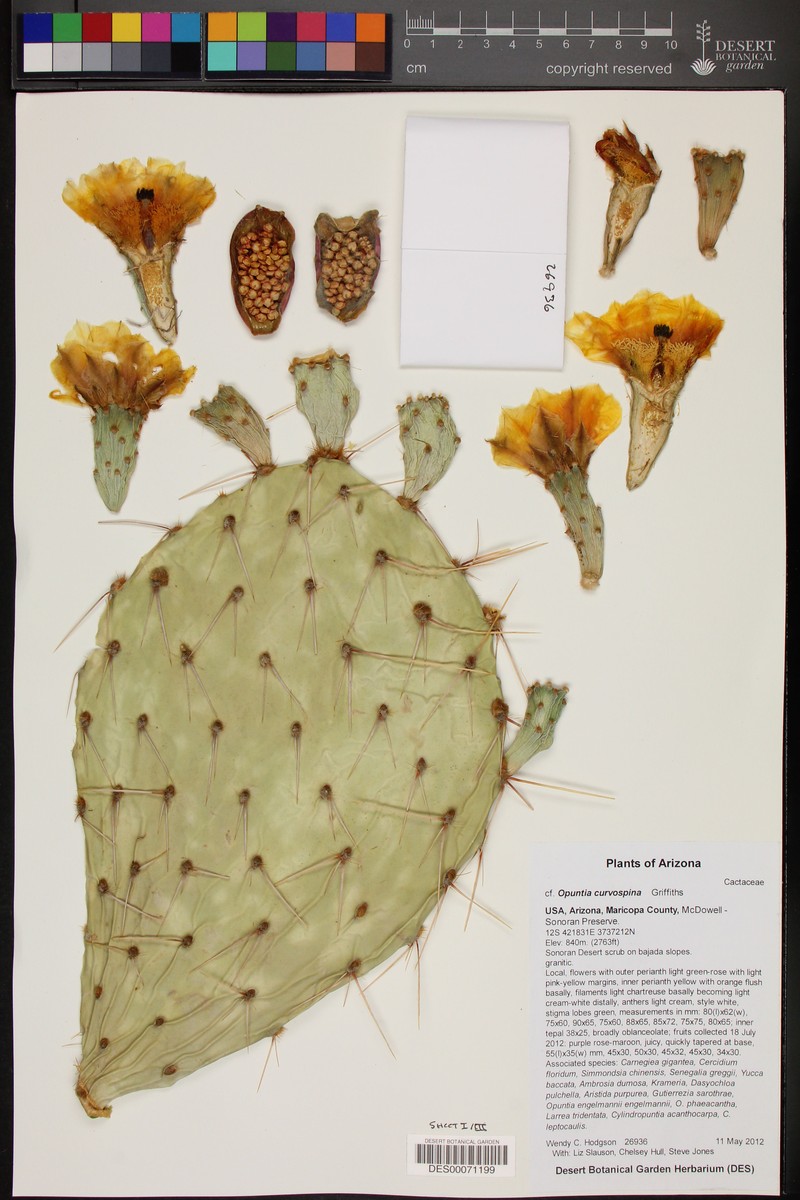 Searchlight Pricklypear photo 5