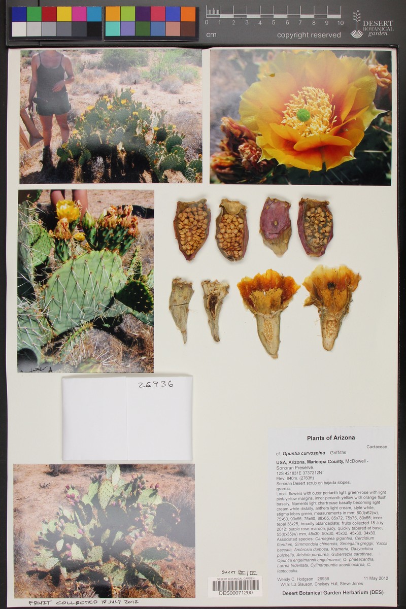 Searchlight Pricklypear photo 6