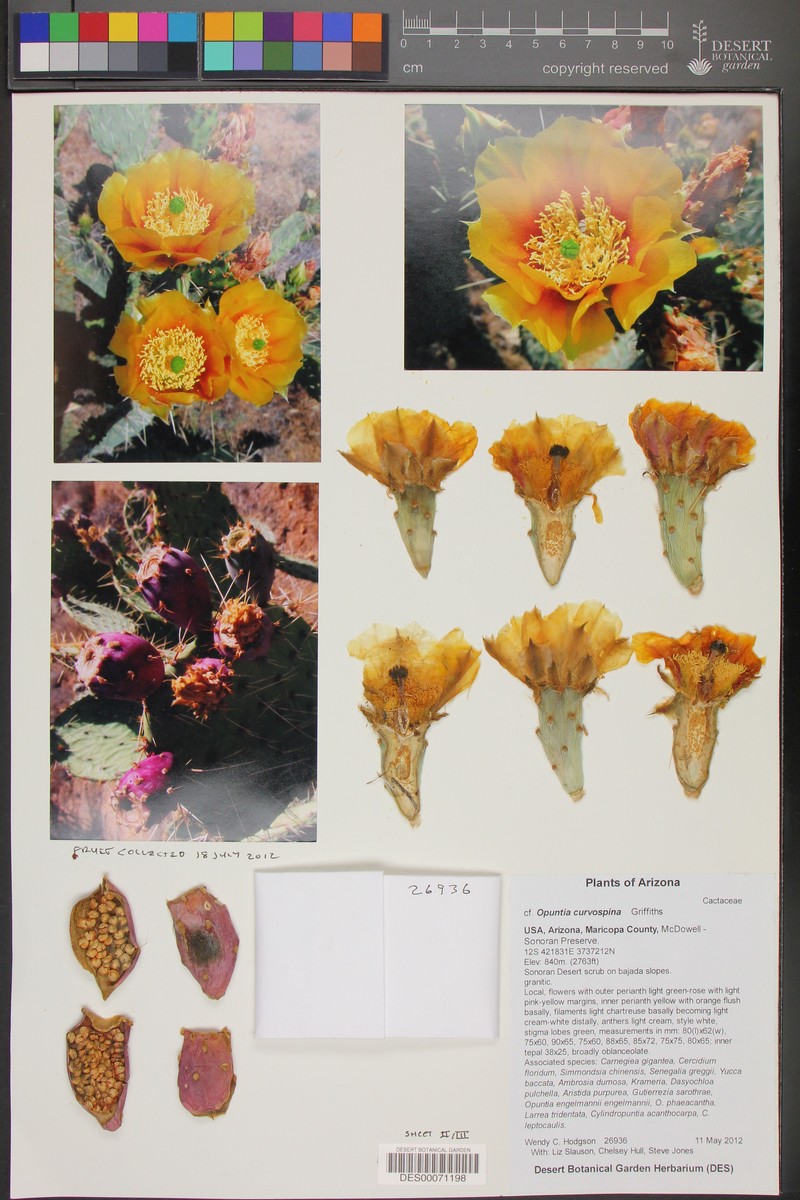 Searchlight Pricklypear photo 7