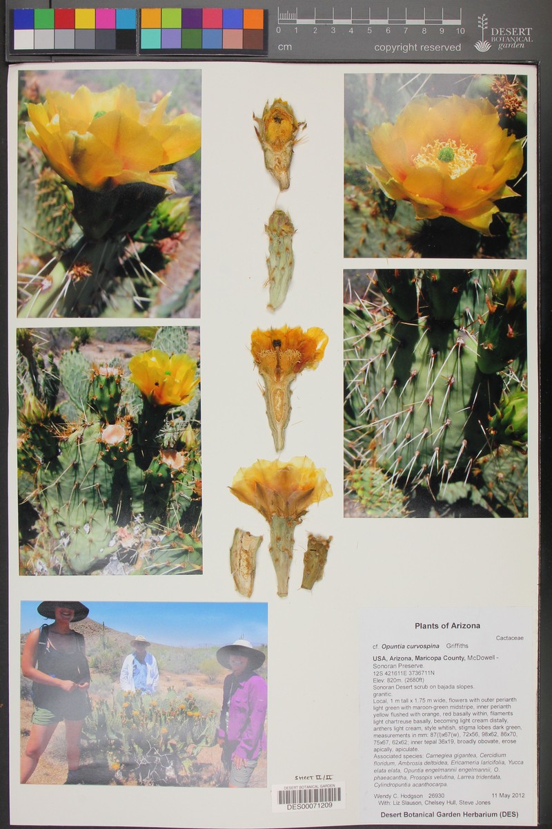 Searchlight Pricklypear photo 8