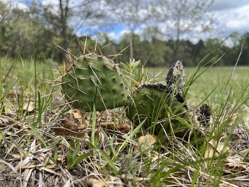 Grassland Pricklypear