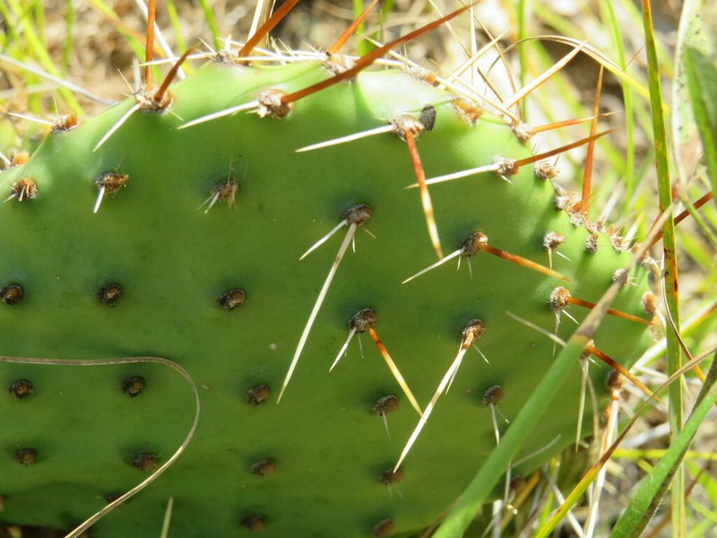 Grassland Pricklypear photo 2
