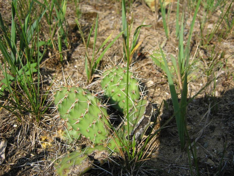 Grassland Pricklypear photo 3