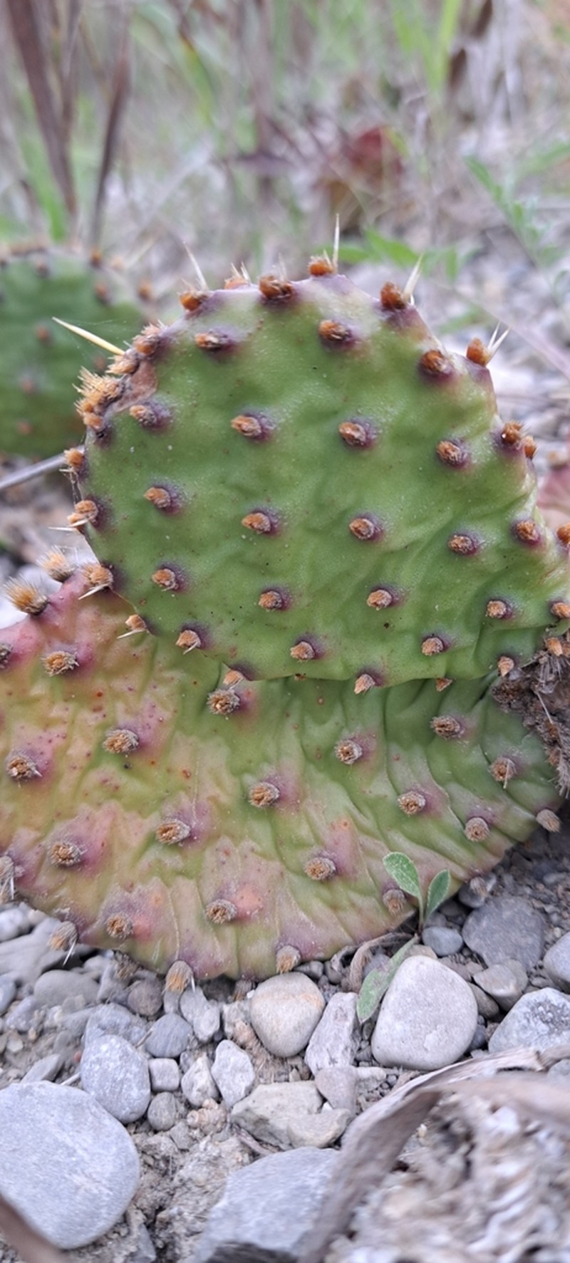 Grassland Pricklypear photo 4