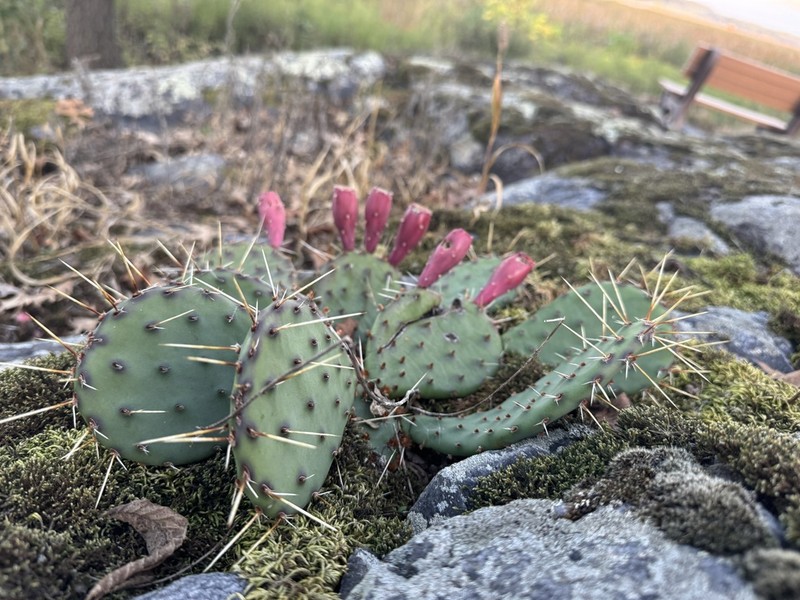 Grassland Pricklypear photo 5