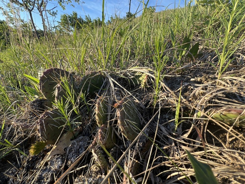 Grassland Pricklypear photo 6