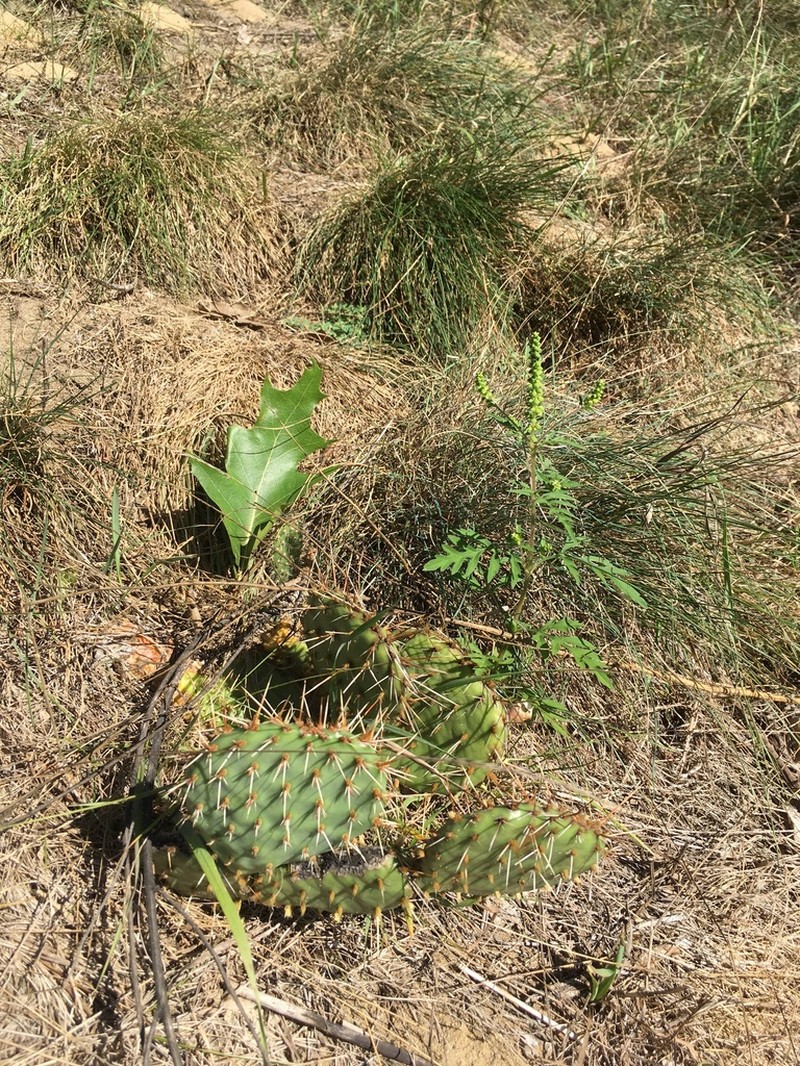 Grassland Pricklypear photo 7