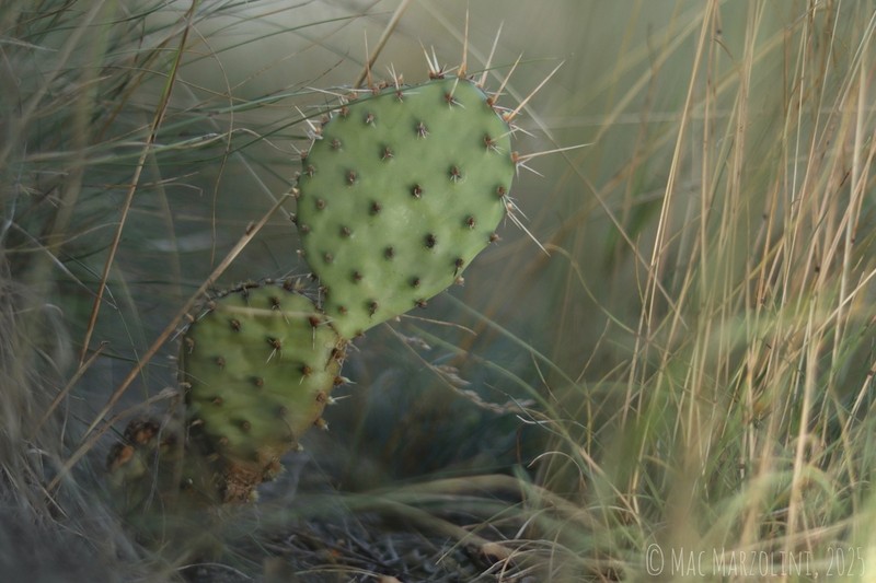 Grassland Pricklypear photo 8