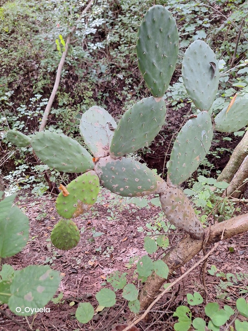 Opuntia deamii