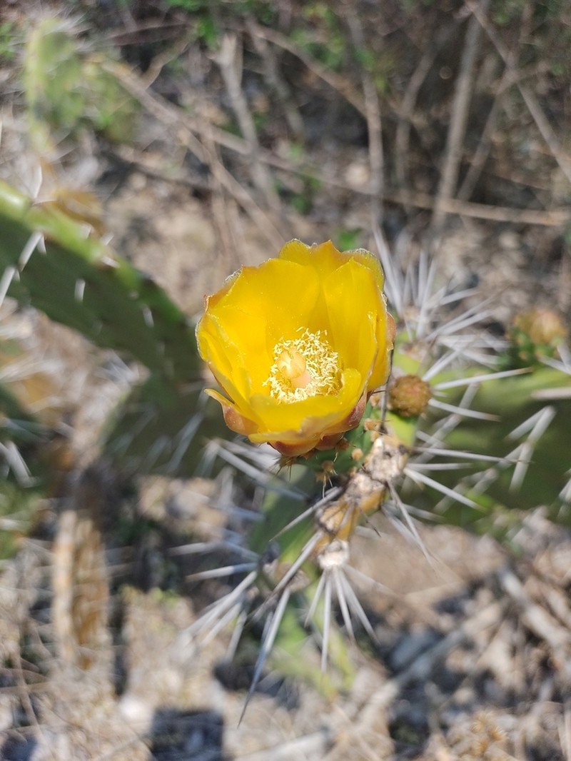 Opuntia deamii photo 2
