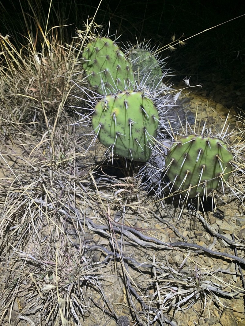 Opuntia deamii photo 3