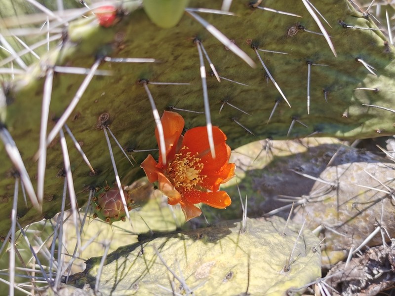 Opuntia deamii photo 4