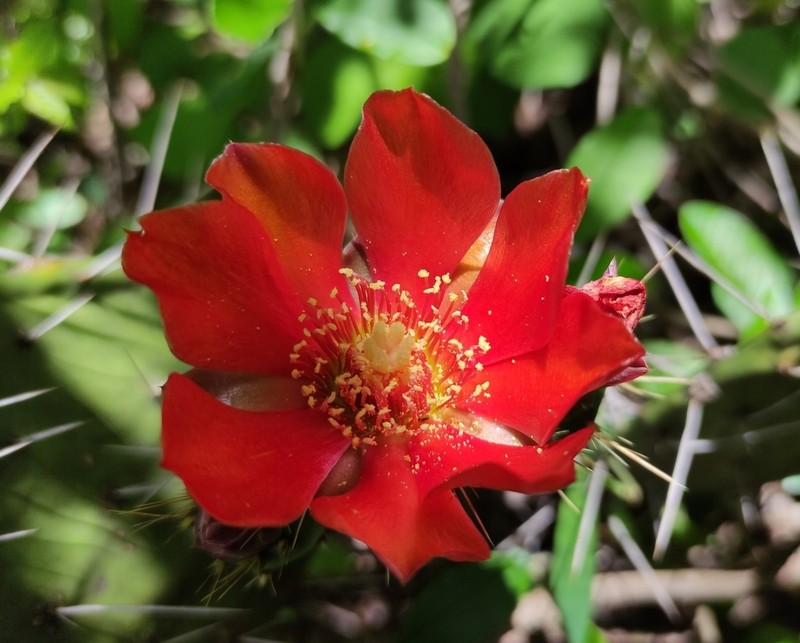 Opuntia deamii photo 5