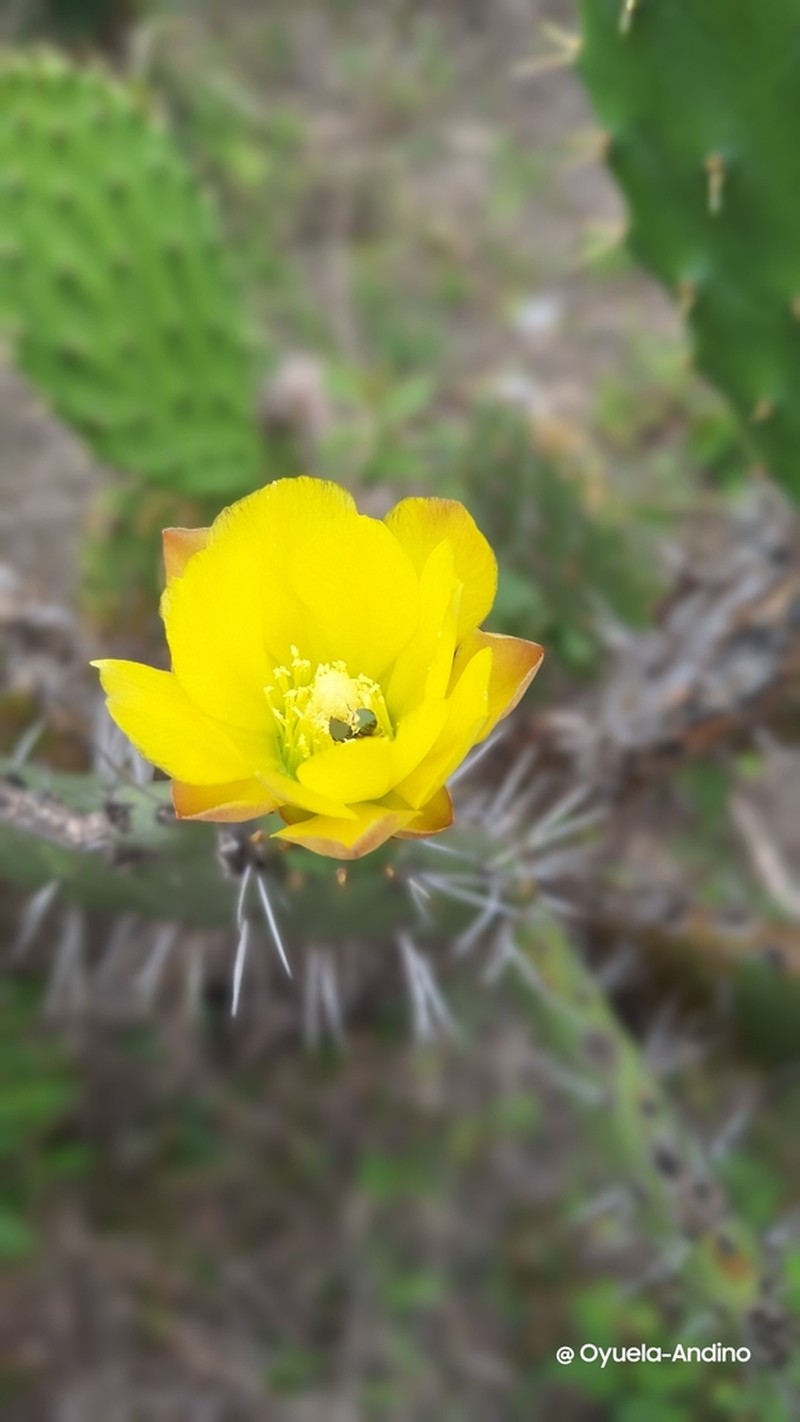Opuntia deamii photo 6