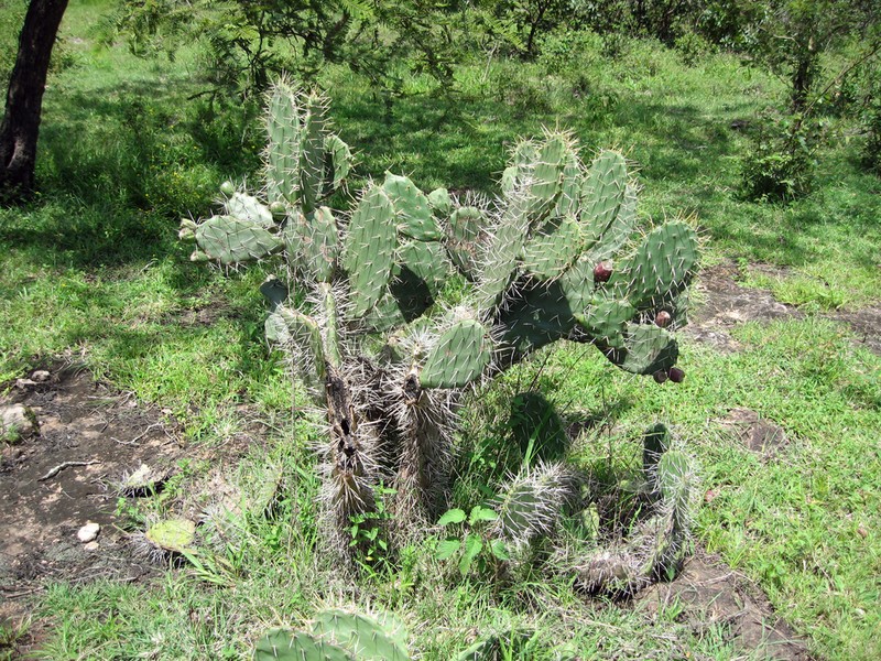Opuntia deamii photo 7