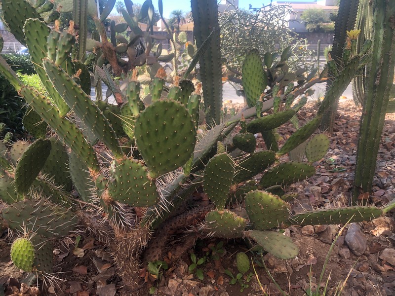 Opuntia decumbens