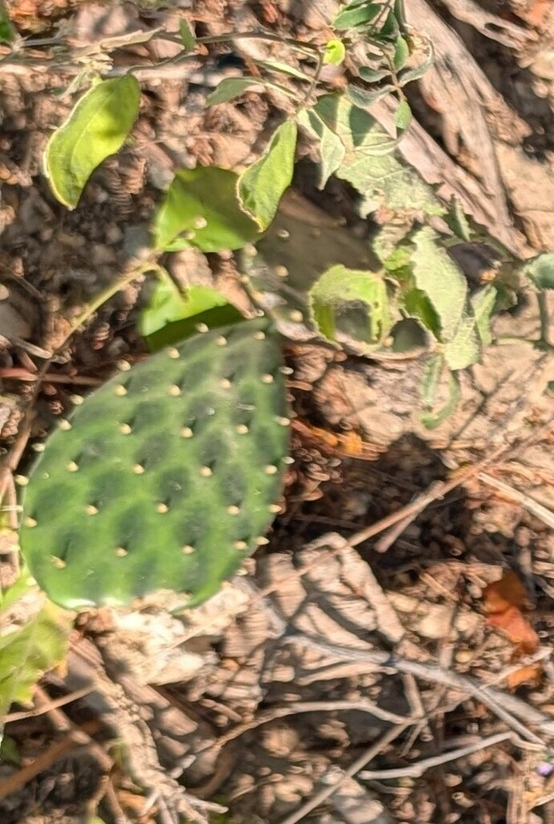 Opuntia decumbens photo 2