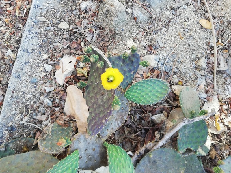 Opuntia decumbens photo 3