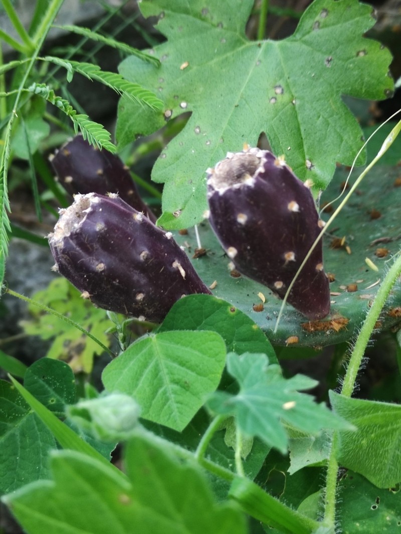 Opuntia decumbens photo 4