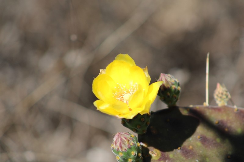 Opuntia decumbens photo 5