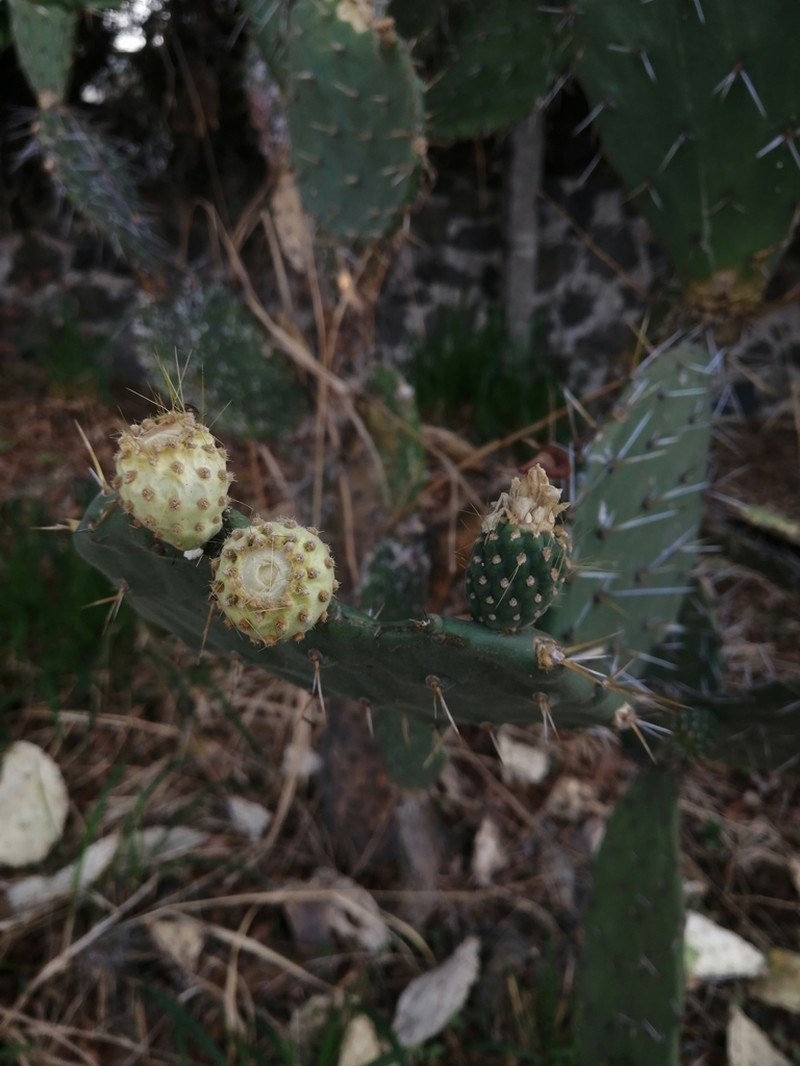 Opuntia decumbens photo 6