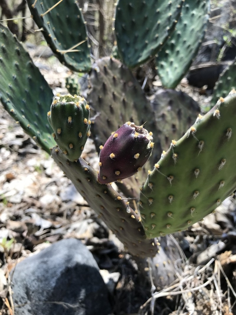 Opuntia decumbens photo 7
