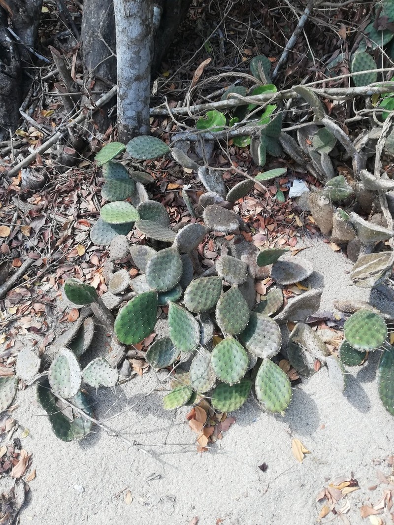 Opuntia decumbens photo 8