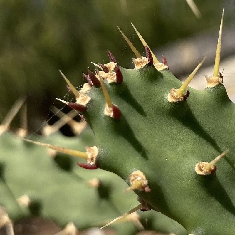 Opuntia dejecta