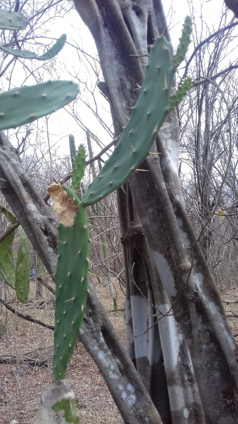 Opuntia dejecta photo 2