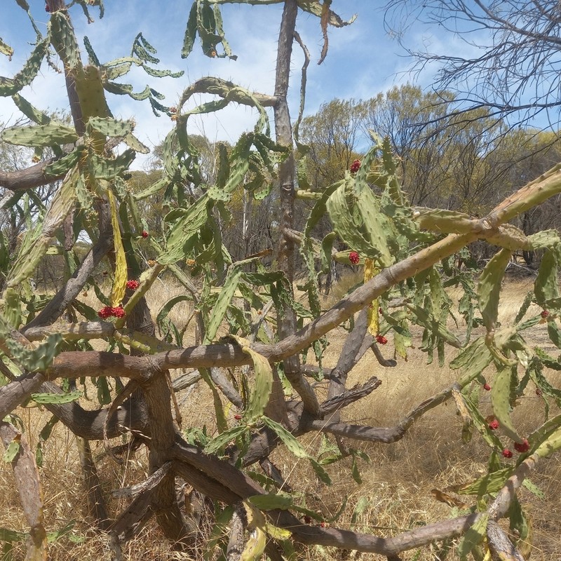 Opuntia dejecta photo 3