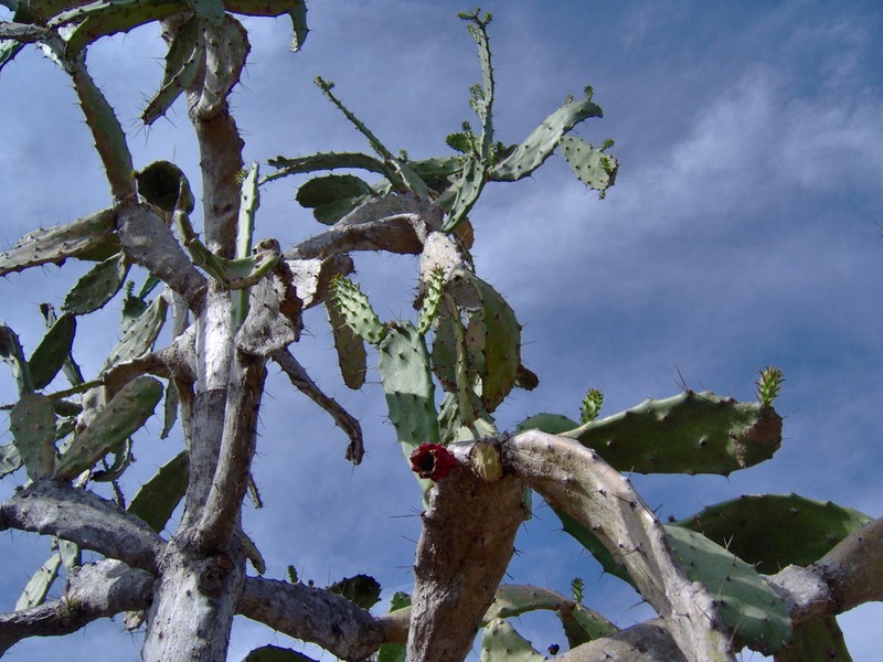 Opuntia dejecta photo 4
