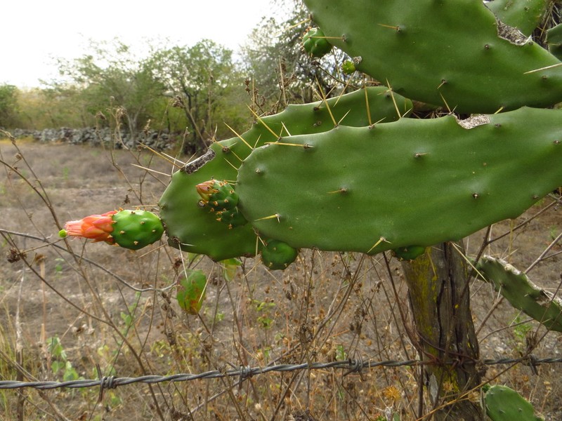 Opuntia dejecta photo 5