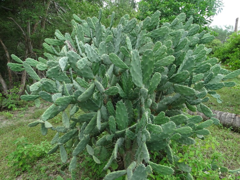 Opuntia dejecta photo 6