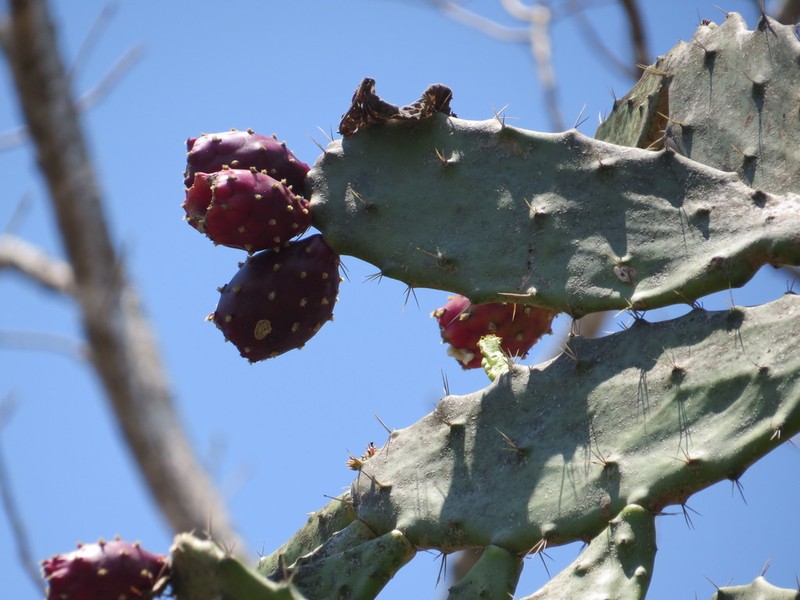 Opuntia dejecta photo 7