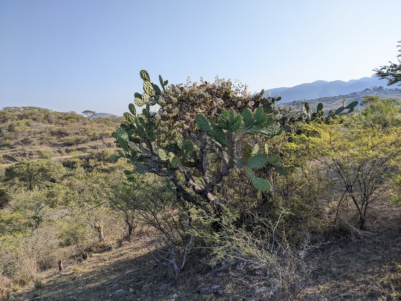 Opuntia dejecta photo 8