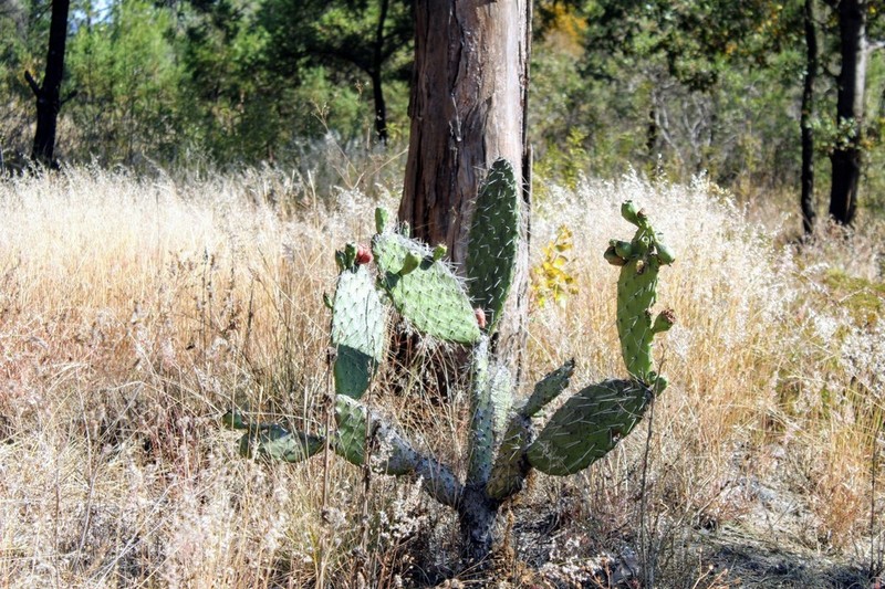 Opuntia depressa