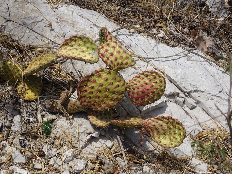 Opuntia depressa photo 2
