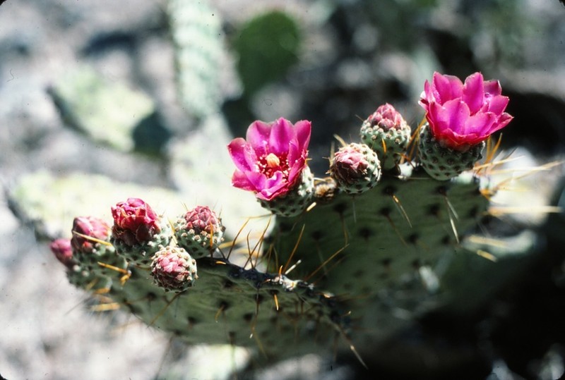 Opuntia depressa photo 3